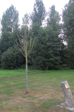 foto van de meiboom