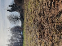 N-VA Hulshout helpt mee een bos te planten. Foto 4